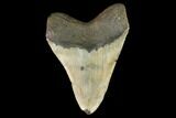 Huge, Fossil Megalodon Tooth - North Carolina #124945-2